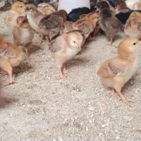 جوجه مرغ رسمی گلپایگان،دان جوجه،آدر ذرت