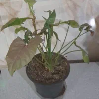 دو عدد گل طبیعی زیبا|گل و گیاه طبیعی|زنجان, |دیوار