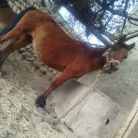 مادیون وقاطر