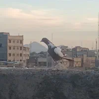 کبوتر رنگی