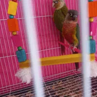 مولد گرینچیک و کتوله تضمینی