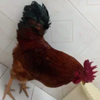 خروس محلی|حیوانات مزرعه|شیراز, میانرود|دیوار