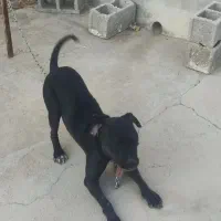 سگ پیت بول