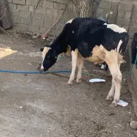 گوساله نر