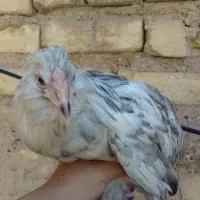 جوجه مرغ خروس گلین