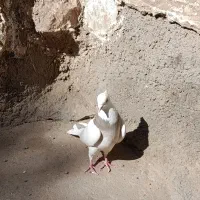 کفتر طوقی ماده|پرنده|سلامی, |دیوار