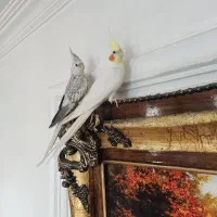 عروس هلندی جفت همراه قفس و تجهیزات