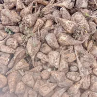 فروش چغندر درجه یک|لوازم جانبی حیوانات|سیلاخور, |دیوار