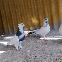 کفتر حسابی|پرنده|قم, ولیعصر|دیوار