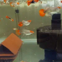 گوپی کوی|ماهی|فردیس, فردیس|دیوار