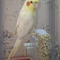 عروس هلندی سخنگو فروش فوری|پرنده|پیر بکران, |دیوار