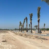 نخل خرما پالم یاس هلندی مرکبات جنوب نهال درخت