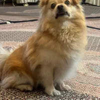 سگ پامر روباهی|سگ|خوی, |دیوار