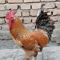 خروس محلی