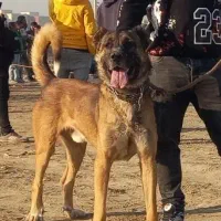 سگ سرابی پژدر سراب عراقی نگهبان|سگ|رباطکریم, نصیرشهر|دیوار