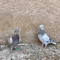 جوجه دم سفید و سوسنی پلاکی لوکس