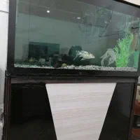 آکواریوم|ماهی|فرخشهر, |دیوار