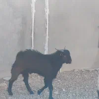 چکل خانگی نژاد خوب