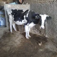 گاو توافقی|حیوانات مزرعه|کوهدشت, |دیوار