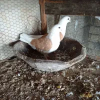 کبوتر تزیینی|پرنده|دیلم, |دیوار