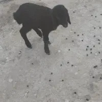 ۶۰۰۰۰۰۰۰|حیوانات مزرعه|سیمکان, |دیوار