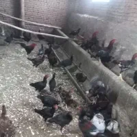 مرغ خروس  سیاه مشکی محلی خوماله|حیوانات مزرعه|نقده, |دیوار
