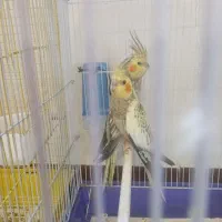 فروش عروس هلندی