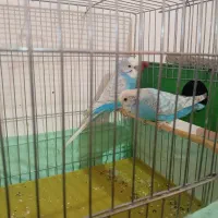 مرغ عشق دو رگ انگلیسی