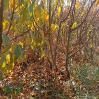 فروش نهال دوساله به تعداد 10/000|گل و گیاه طبیعی|میاندوآب, |دیوار