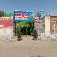 انواع گل و گیاه آپارتمانی و آبنما و...