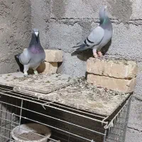 کبودآلمانی|پرنده|آبگرم, |دیوار