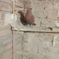 کفتر بوم بلند
