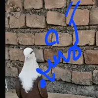 کله سفید گمشده محدود جمعه بازار