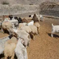 بزبره کهره فروش گله یکجا باسگ وچوپان معاوضه مزدا|حیوانات مزرعه|ارزوئیه, |دیوار