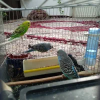 سه عد مرغ عشق|پرنده|سنندج, |دیوار