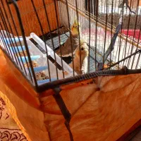 یک جفت عروس هلندی زیبا|پرنده|شیروان (خراسان), |دیوار