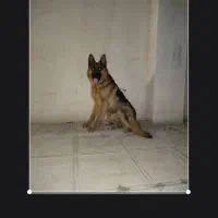 جفت ژرمن شپرد نر و مادع