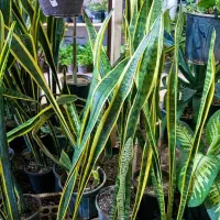 سانسوریا شمشیری لب طلایی|گل و گیاه طبیعی|بیرجند, |دیوار