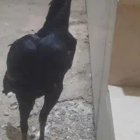 جوجه مرغ لاری ۷ ماهه اوشامو لاری