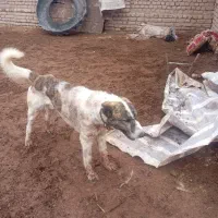 سگ گله ای|سگ|خوشاب, |دیوار