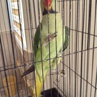شاه طوطی-نر ۱ساله