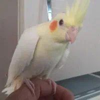 عروس هلندی|پرنده|بوئین زهرا, |دیوار