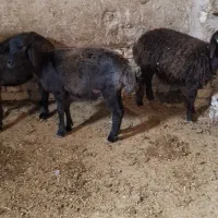 ۳عدد بره گوسفند گمشده