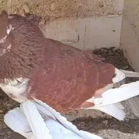 2 طوق نر درجه یک گرگی دم سفید و زاغ چونه سفید
