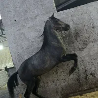 دوعدداسب نریون دره شور و کرد|اسب و تجهیزات اسب‌سواری|قم, جمکران|دیوار