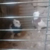 طوقی|پرنده|زارچ, |دیوار