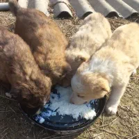 دوتا توله سگ دوماهه نر