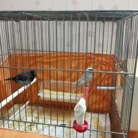 یه جفت فنچ بنگالی سالم واماده