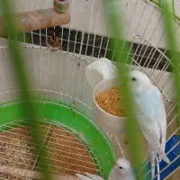 طوطی|پرنده|ری, ظهیرآباد|دیوار