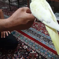 عروس هلندی|پرنده|مشهد, حجت|دیوار